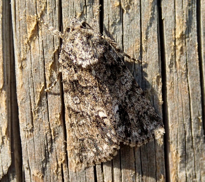 Noctuidae da Id.